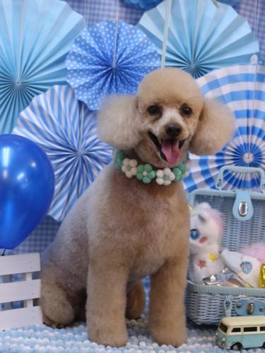 20231118チロくん